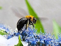クマバチとアジサイのUP