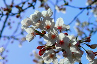 桜のはなびら