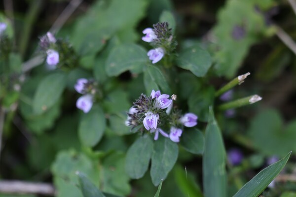 秋の花（その３）キツネノマゴ