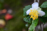 お茶の花