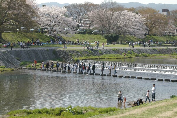 加茂川の春