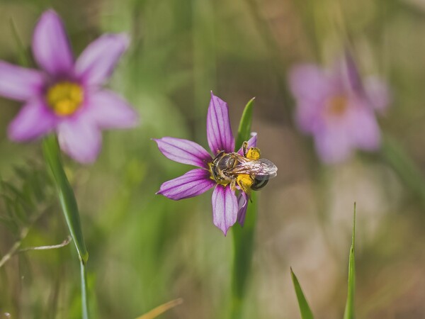 【生き物景色】小花とミツバチ