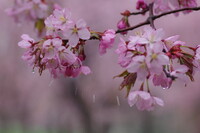 雨