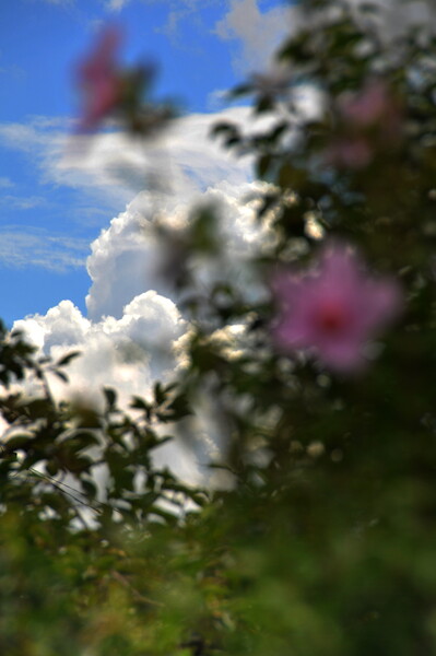 夏の花と入道雲