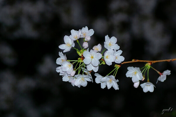 yuki夜桜