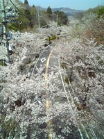 桜散る。