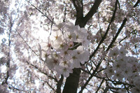 天桜花