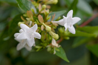 いつも咲いてるアベリア