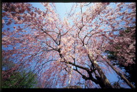伝法院の桜