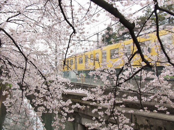 【桜】 と黄色い電車
