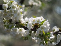 さくらんぼの花も終わりの頃