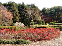 ◆紅葉スケッチ-42　神代植物公園&#10113;