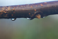 ハゼの木の水滴