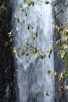 滝とつる草