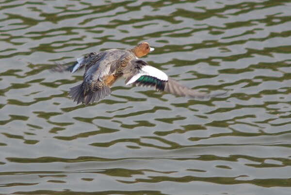 ｆｌｙing mallard