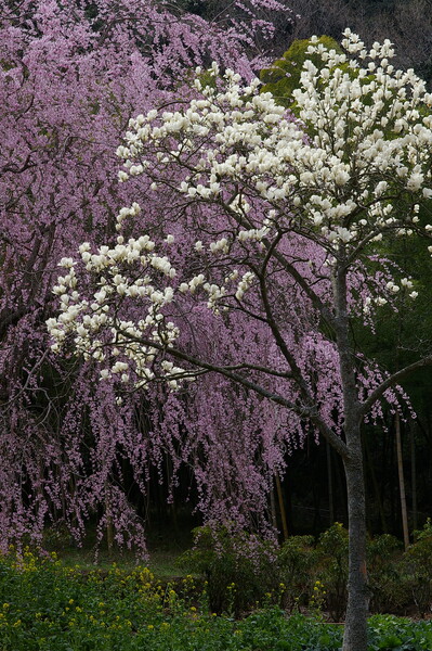枝垂れ桜と木蓮