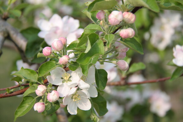 林檎の花