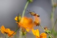 空飛ぶエビフライ：Ⅰ