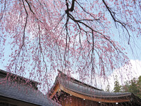 いにしえの春を思う〜南湖神社〜４