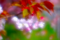 【この色　好き！】春の花　桜＃３