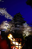 鶴ヶ城の桜ライトアップ
