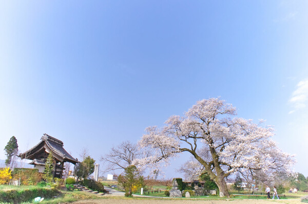 【おだやかに・・・春】 松源寺の門前桜・好きな角度