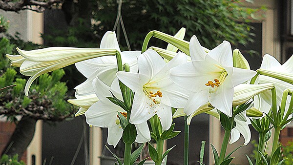 庭に咲く白い百合