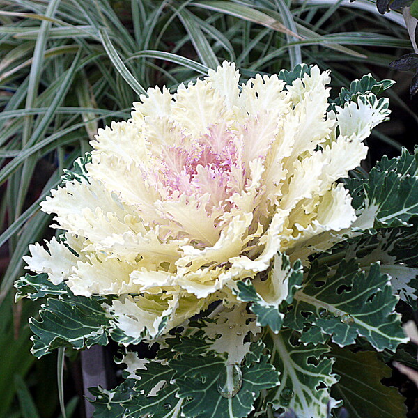 白い花キャベツ 
