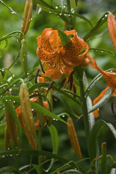 百合根花、雨模様