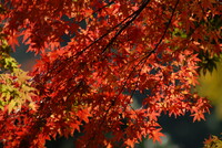 日比谷公園での秋の訪れ