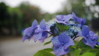 紫陽花に雨はよく似合う・・・