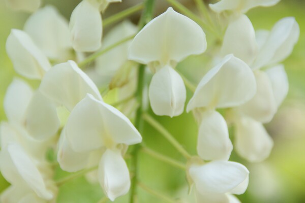 早咲きの白藤。