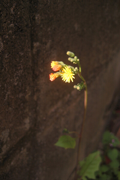 壁際の花