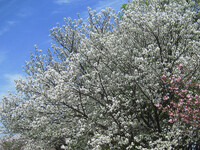 白い八重桜