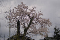 【桜】姥桜