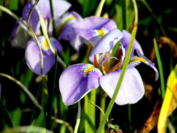 好みの紫の花