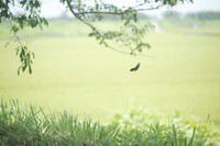 緑の中を飛び回るクロアゲハ