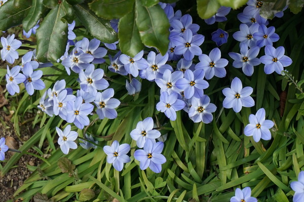 青色の花？