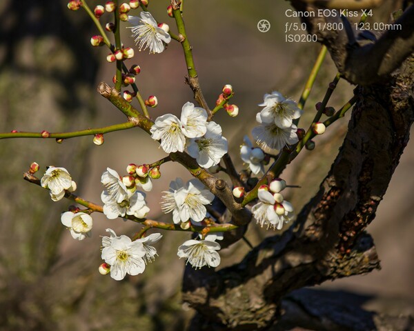 【好きなもの】咲き始めの白梅