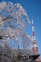 東京タワーと枝垂れ桜