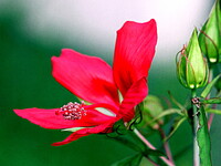 家の周りの赤い花　１モミジアオイ