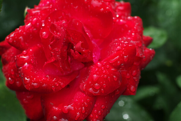 雨上がりの薔薇