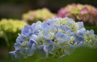 ふわふわブルーの紫陽花
