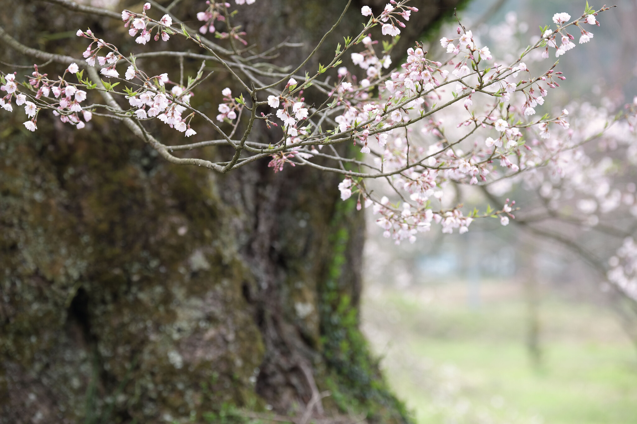 しだれ桜