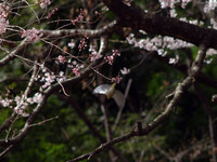 桜とかくれんぼ2