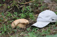 焼きたての食パン？