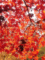 ◆紅葉スケッチ-53 神代植物公園⑬