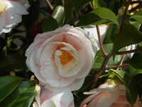 椿の白い花のUP
