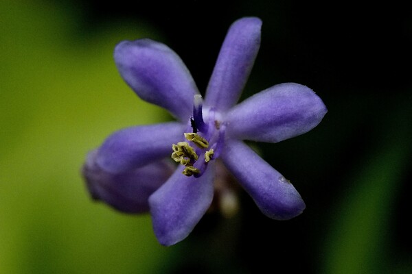 リュウノヒゲの花