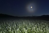 夜の蕎麦畑
